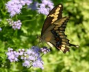 gruene014_II * Schmetterling in Gruene * 1622 x 1329 * (261KB)